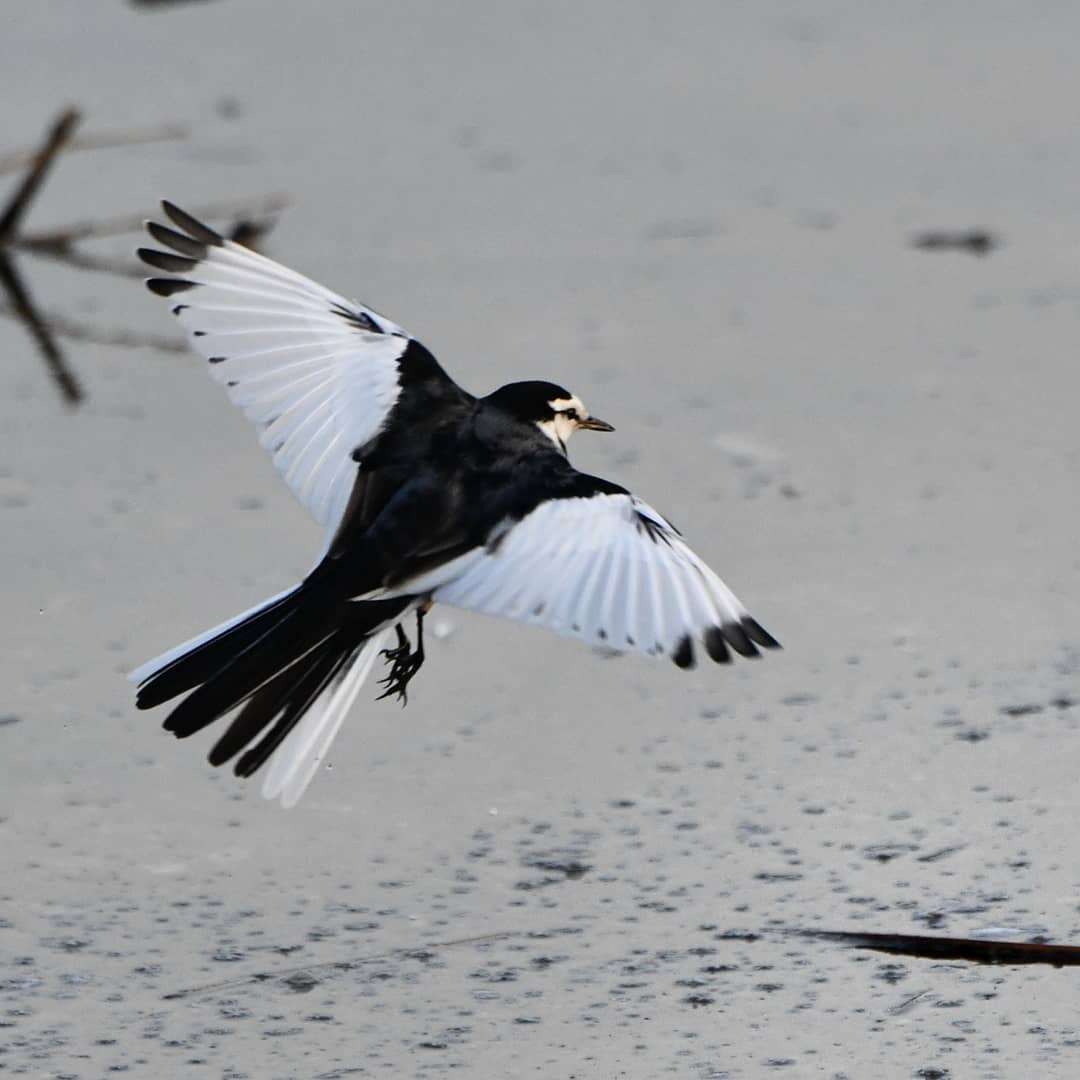 ガルちゃん野鳥図鑑