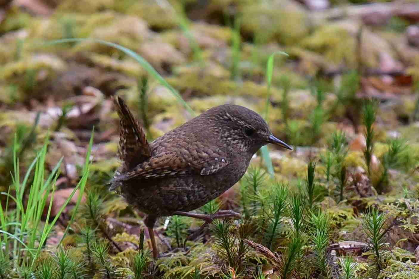 ガルちゃん野鳥図鑑