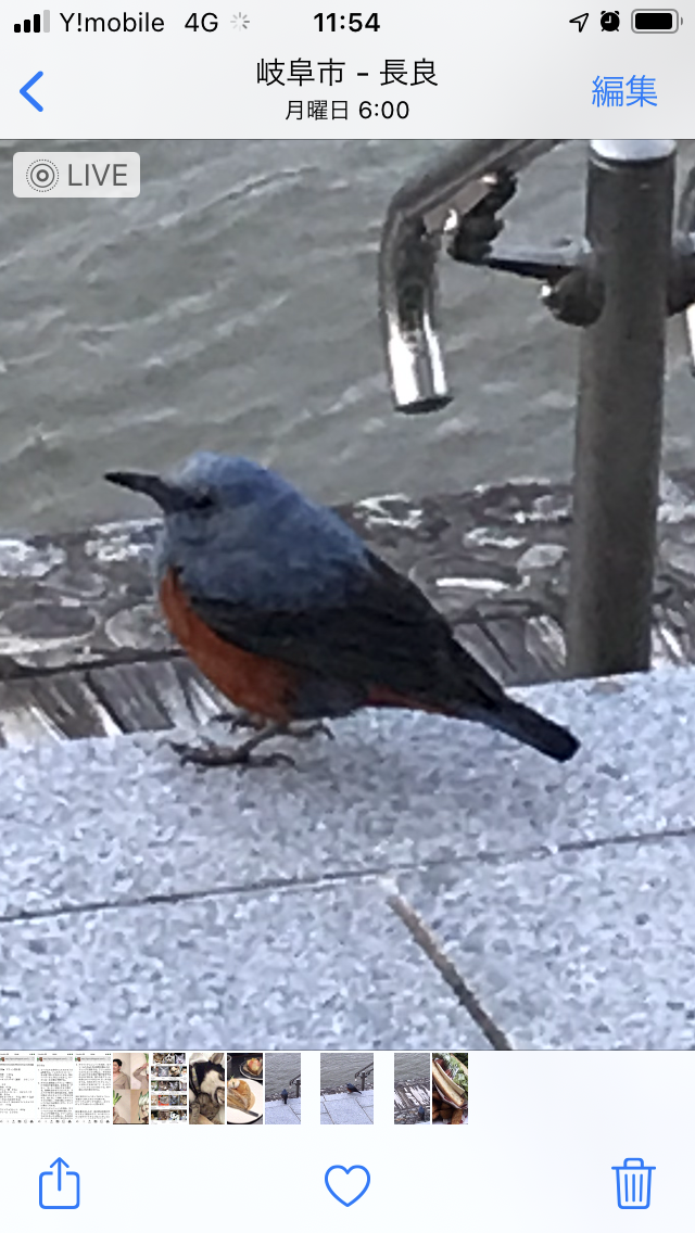 ガルちゃん野鳥図鑑