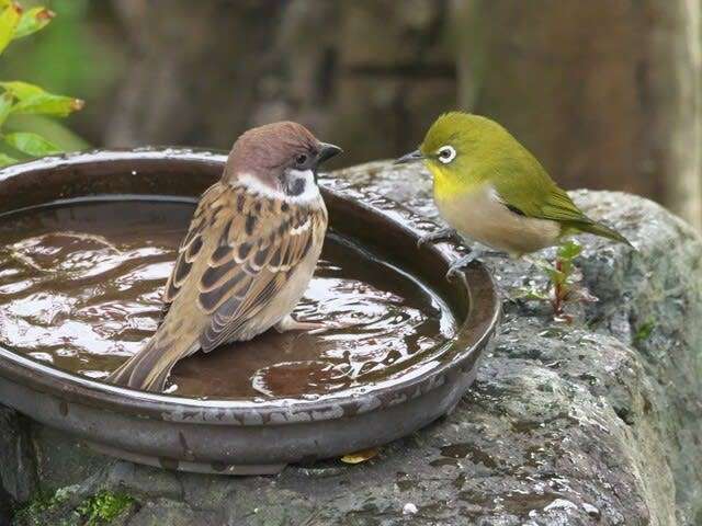 ガルちゃん野鳥図鑑