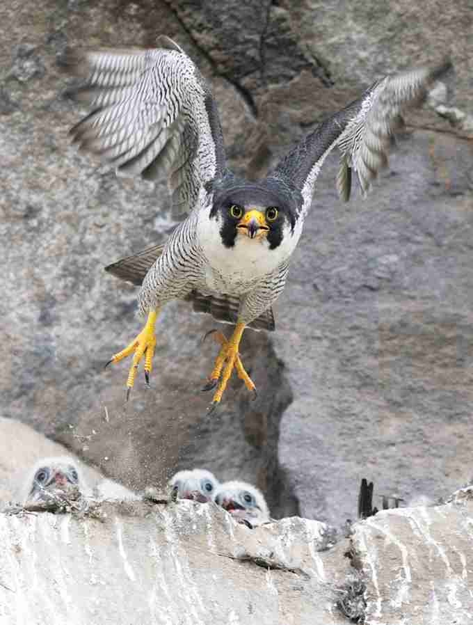 ガルちゃん野鳥図鑑