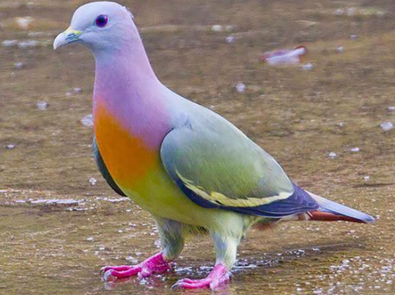 ガルちゃん野鳥図鑑