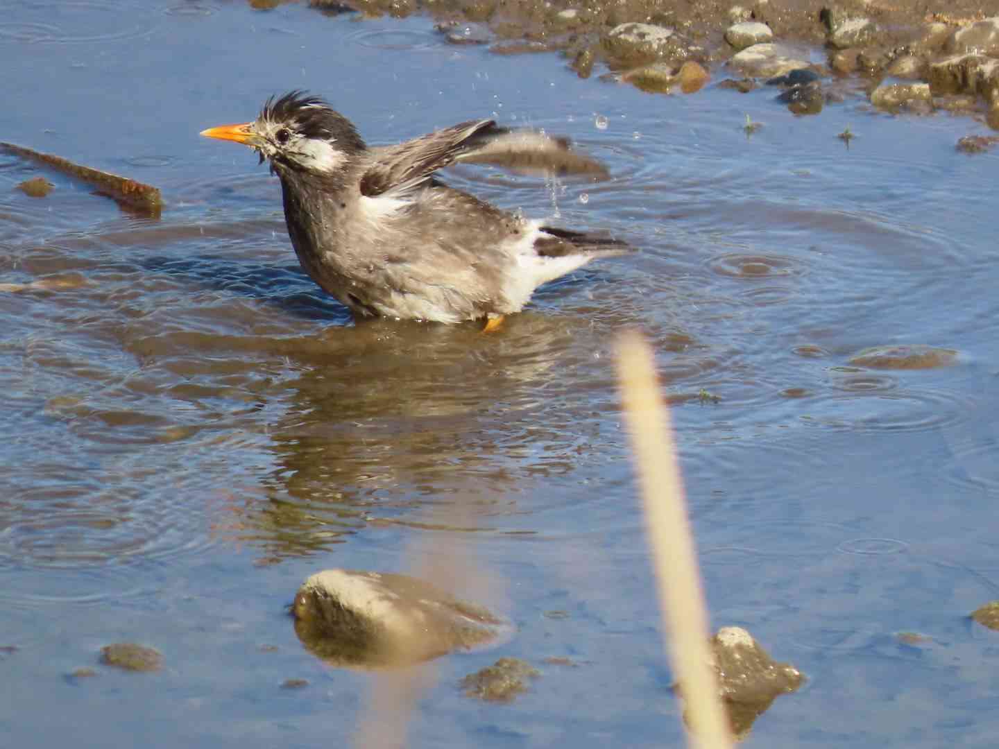 ガルちゃん野鳥図鑑