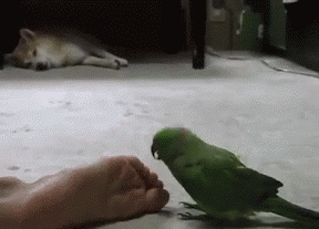 ガルちゃん野鳥図鑑