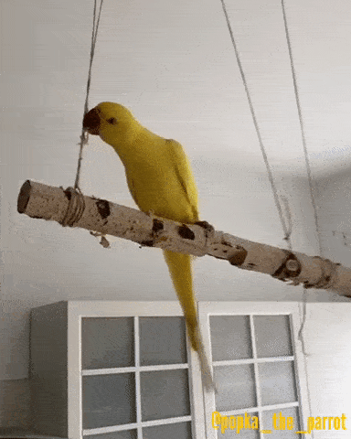 ガルちゃん野鳥図鑑