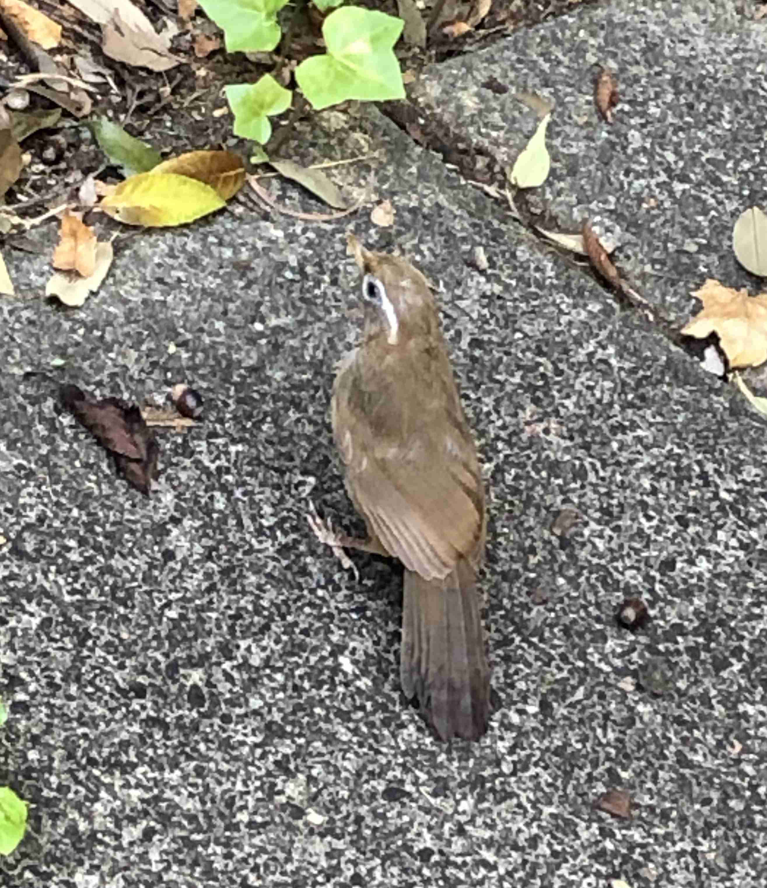 ガルちゃん野鳥図鑑