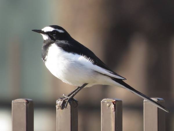 ガルちゃん野鳥図鑑