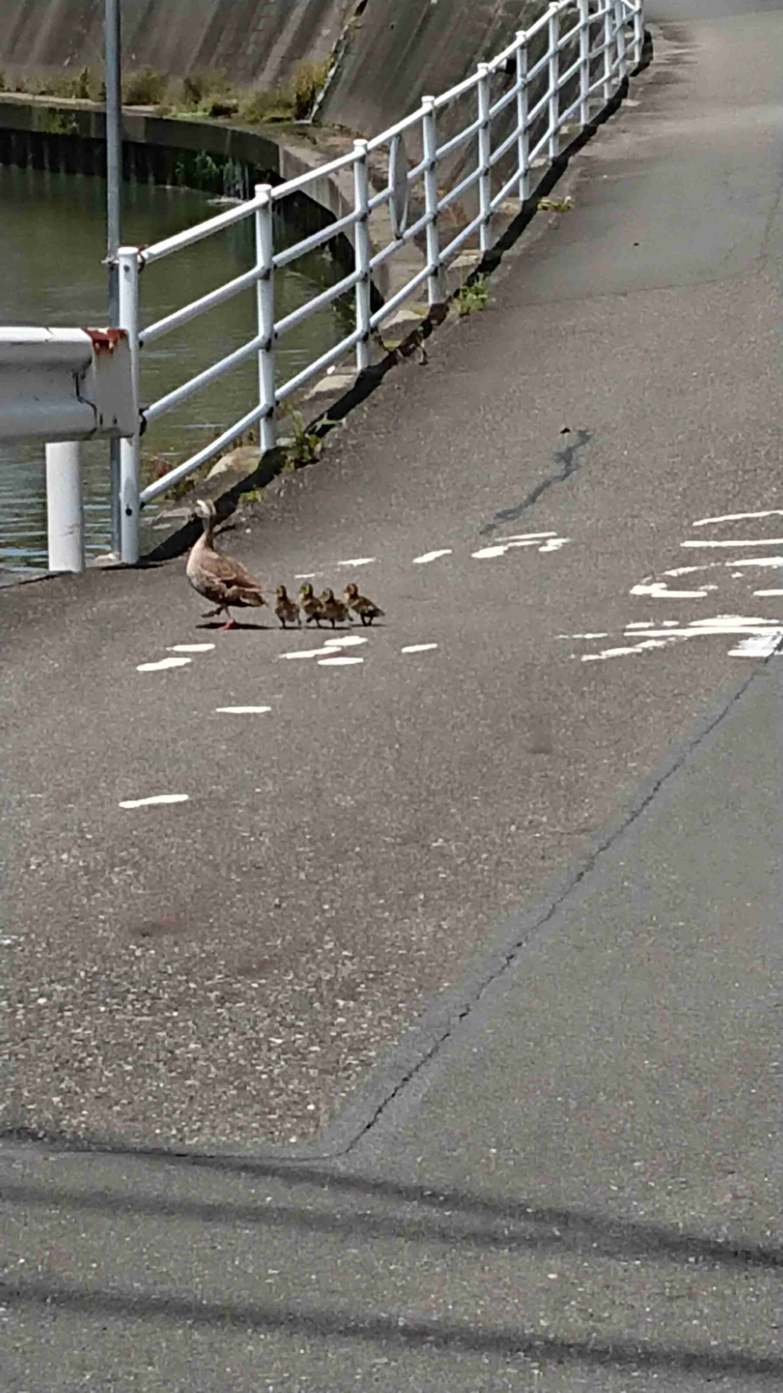 ガルちゃん野鳥図鑑