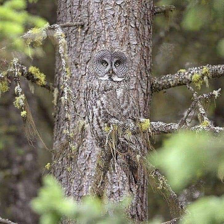 ガルちゃん野鳥図鑑