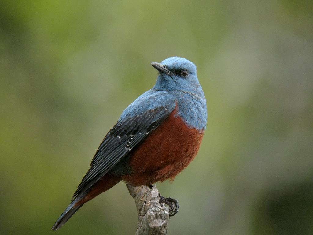 ガルちゃん野鳥図鑑