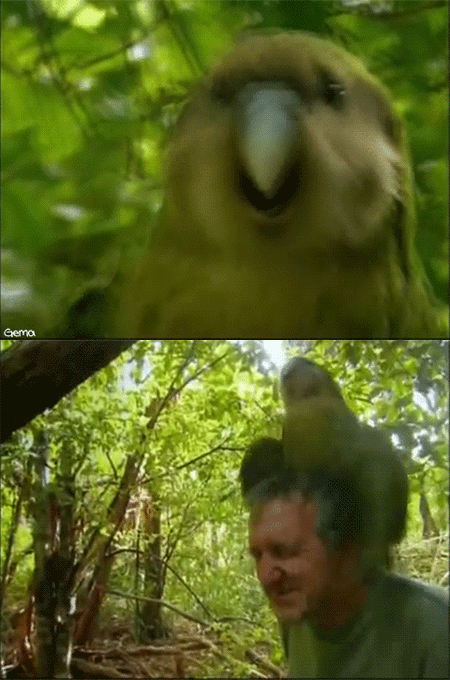 ガルちゃん野鳥図鑑