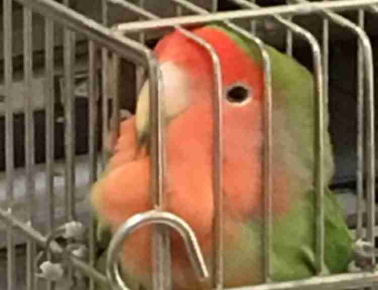 ガルちゃん野鳥図鑑