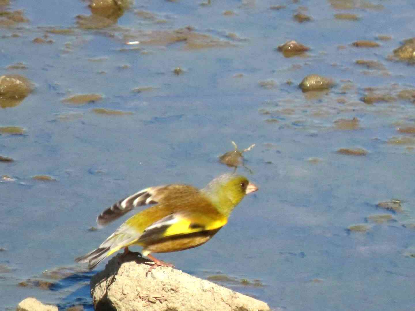 ガルちゃん野鳥図鑑