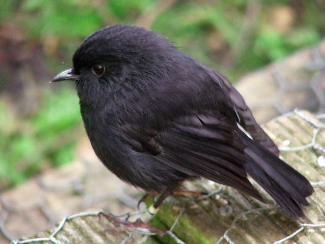ガルちゃん野鳥図鑑