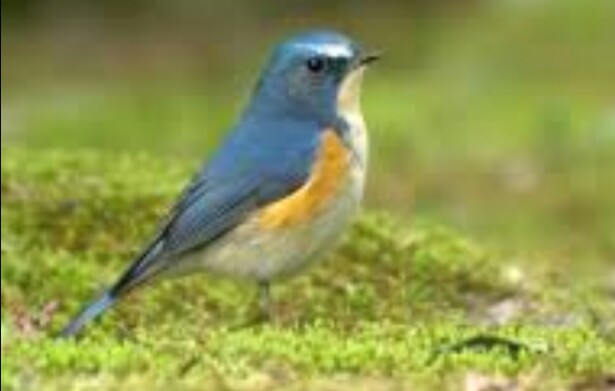 ガルちゃん野鳥図鑑
