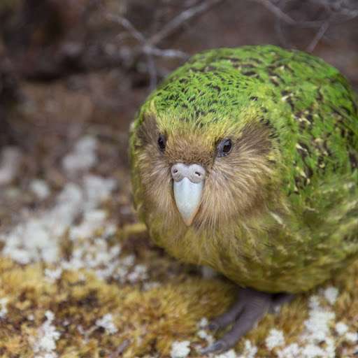 ガルちゃん野鳥図鑑