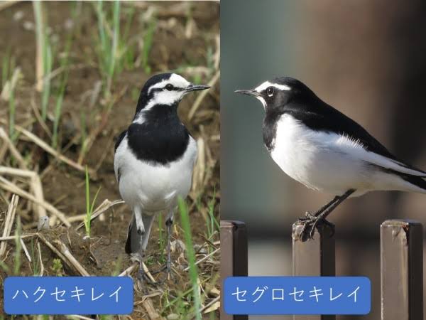 ガルちゃん野鳥図鑑