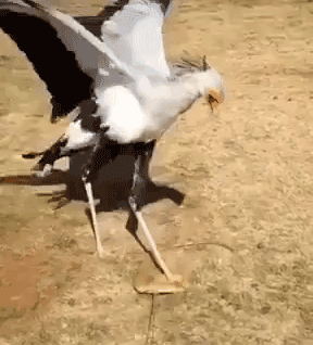 ガルちゃん野鳥図鑑