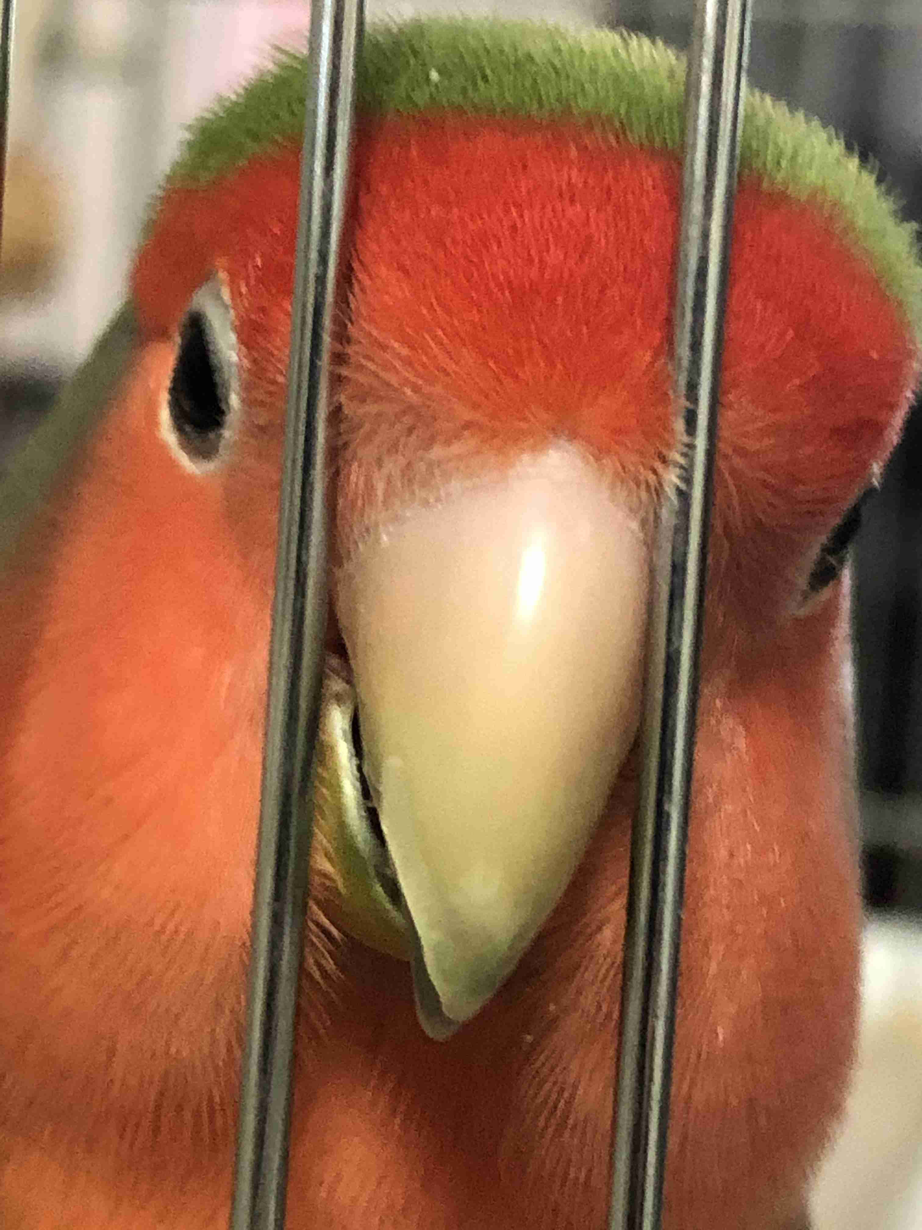 ガルちゃん野鳥図鑑