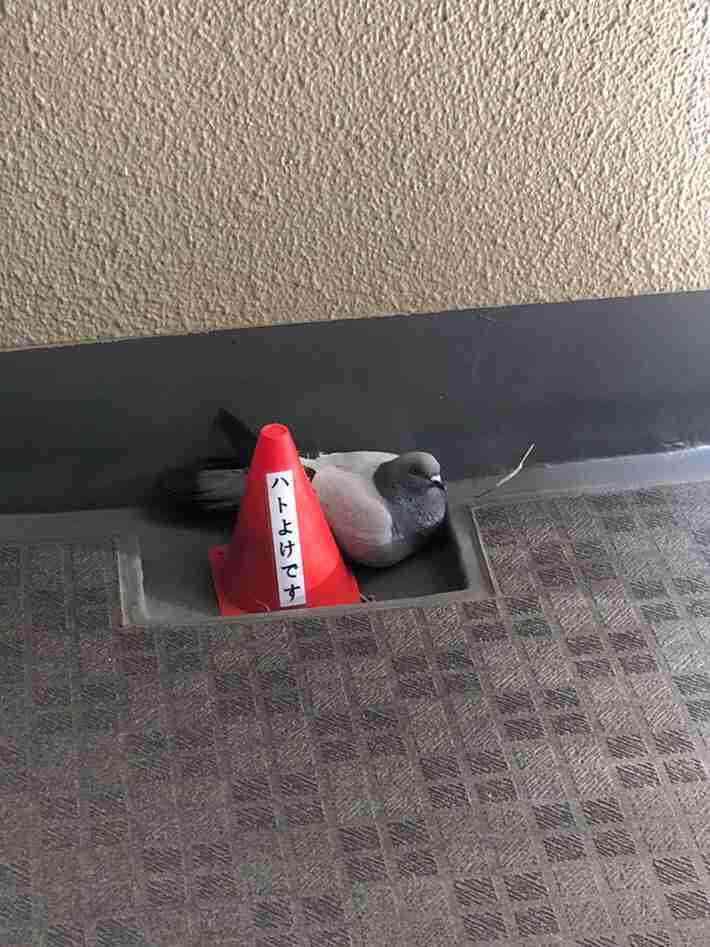 ベランダの鳥撃退！