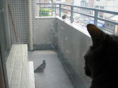 ベランダの鳥撃退！