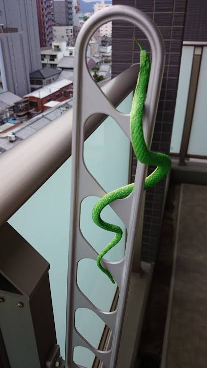 ベランダの鳥撃退！