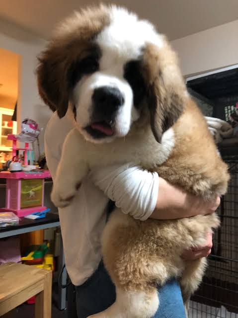 大型犬が好きな人