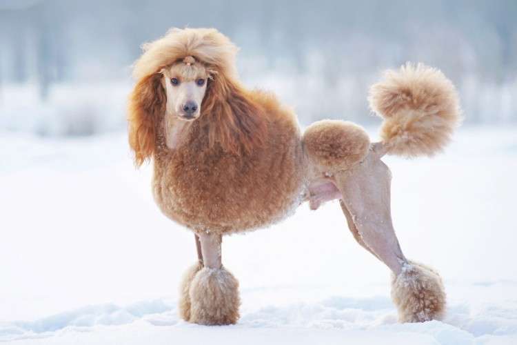 大型犬が好きな人