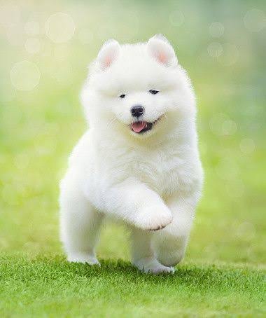 大型犬が好きな人