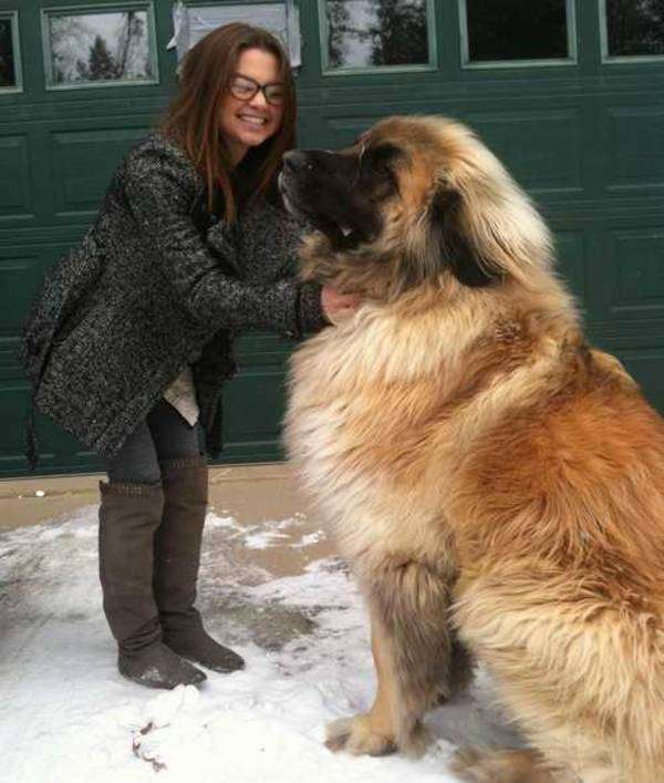 大型犬が好きな人
