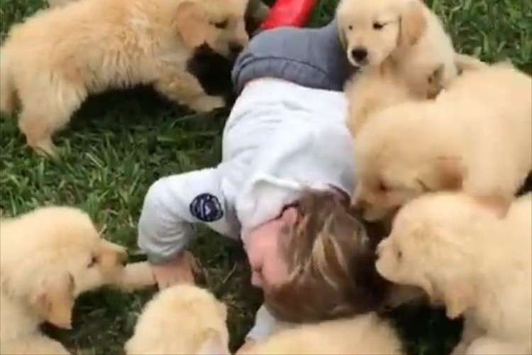 大型犬が好きな人