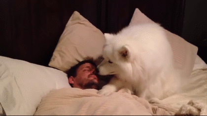 大型犬が好きな人
