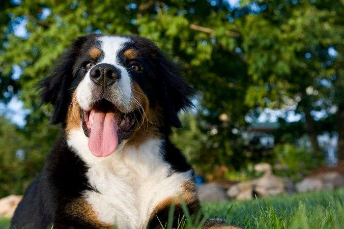 大型犬が好きな人