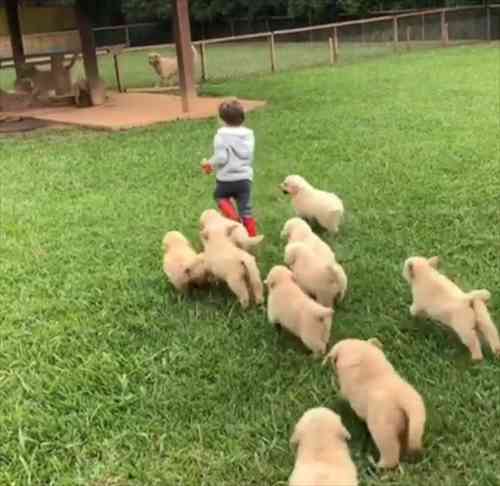 大型犬が好きな人