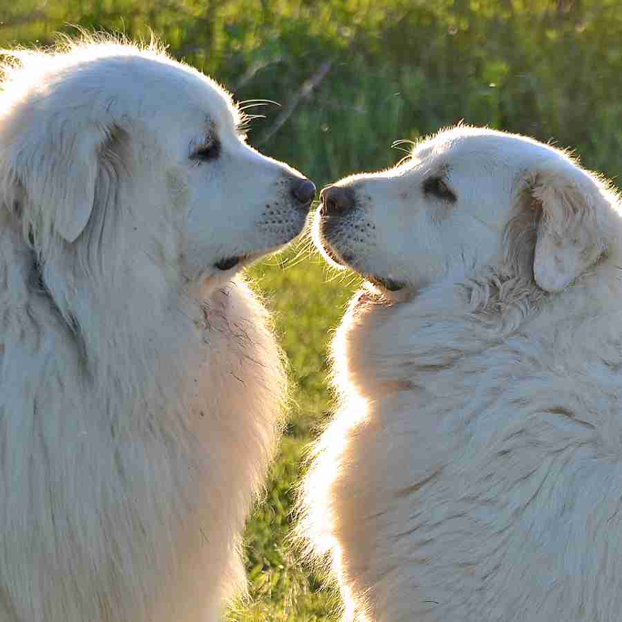 大型犬が好きな人