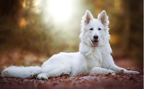大型犬が好きな人