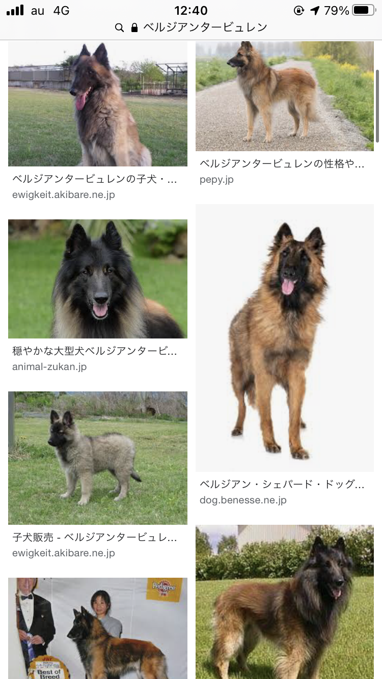 大型犬が好きな人