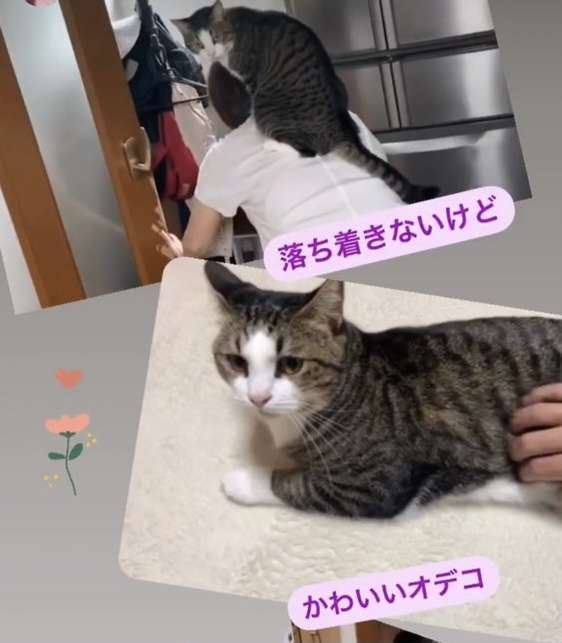 子供の発達検査した事ある方