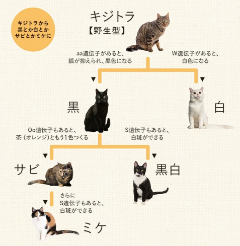 ためになる、勉強になる画像を貼っていこう