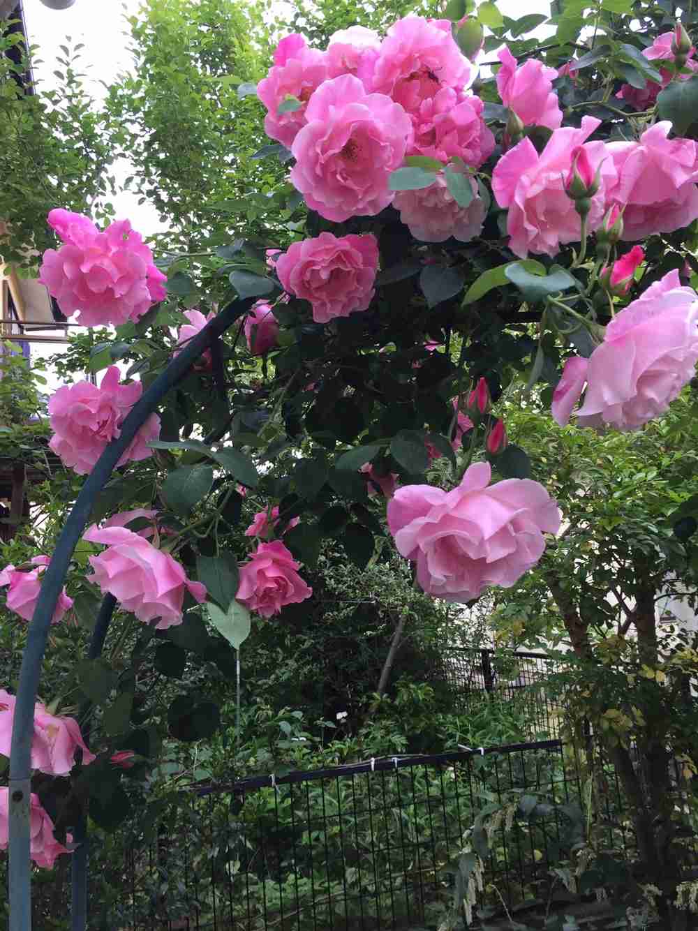 お花の香りが好きな人