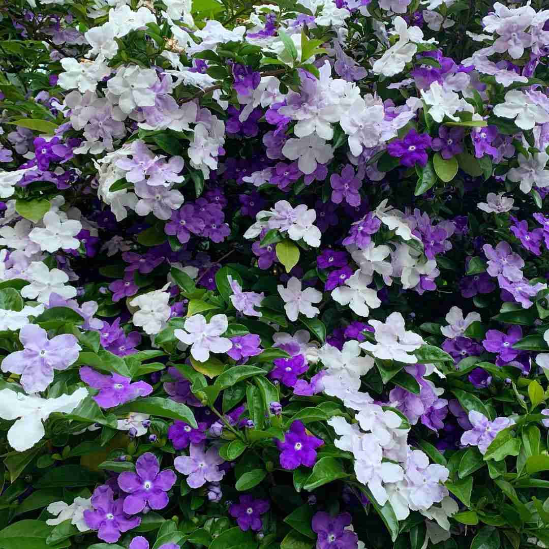 お花の香りが好きな人