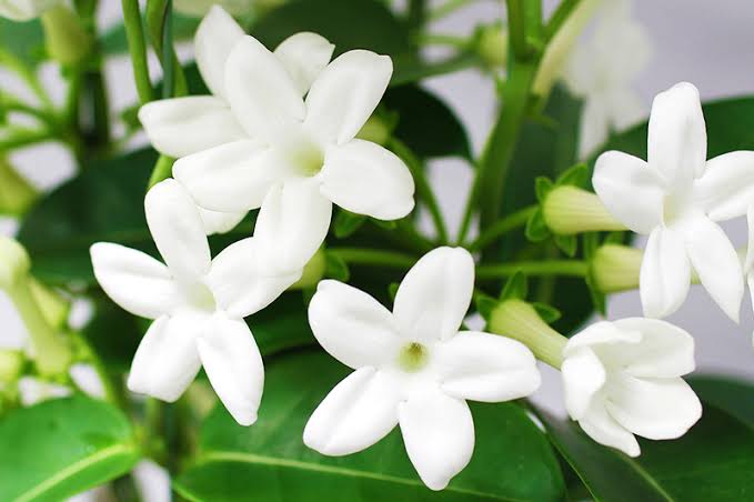 お花の香りが好きな人