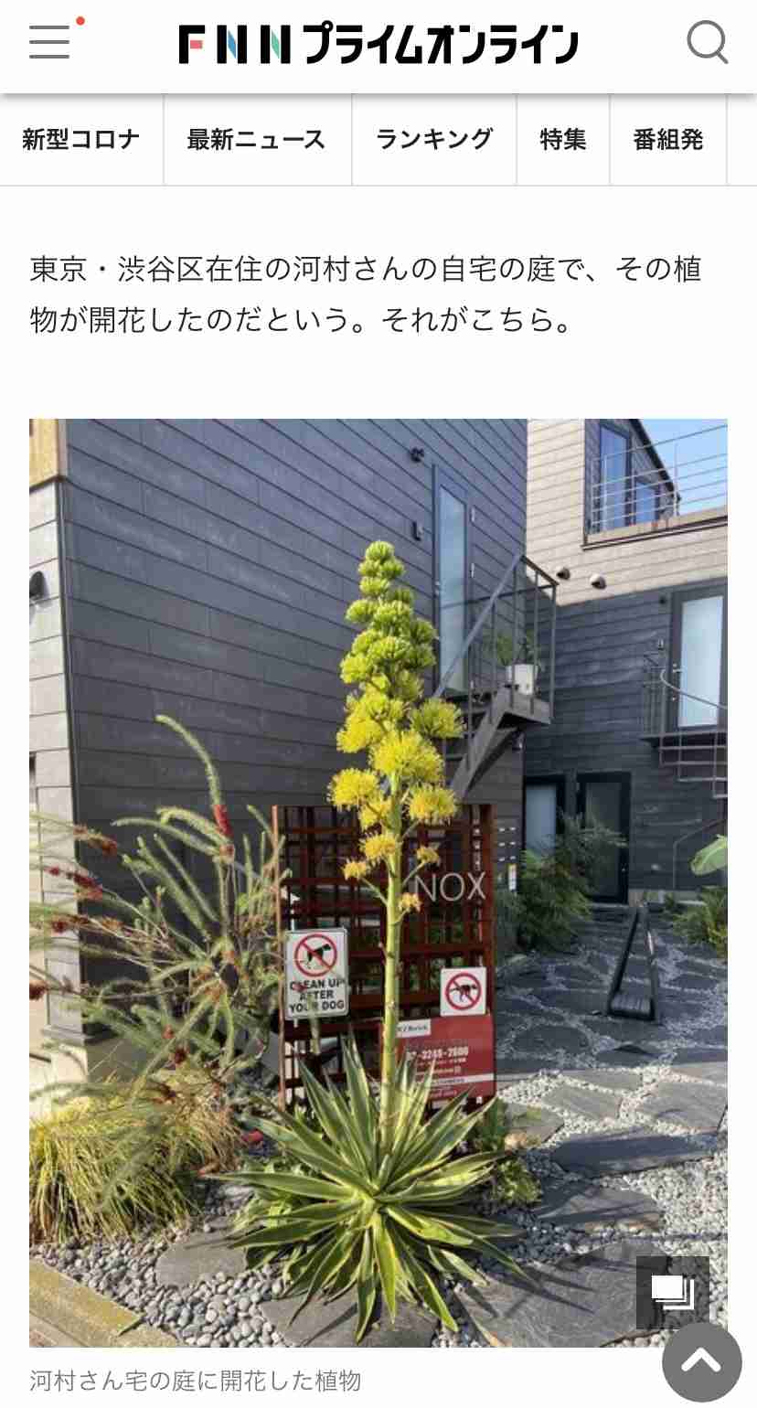 100年に1度しか咲かない「アガベ」が自宅の庭で開花!? どれだけ珍しいのか植物園に聞いた
