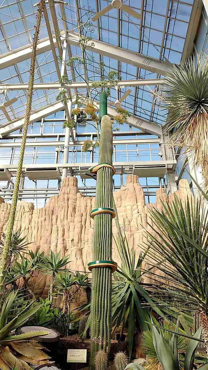 100年に1度しか咲かない「アガベ」が自宅の庭で開花!? どれだけ珍しいのか植物園に聞いた