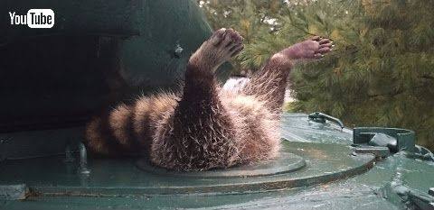 アライグマ、屋根に刺さる　なぜ？ 救出男性に聞いた（カナダ）