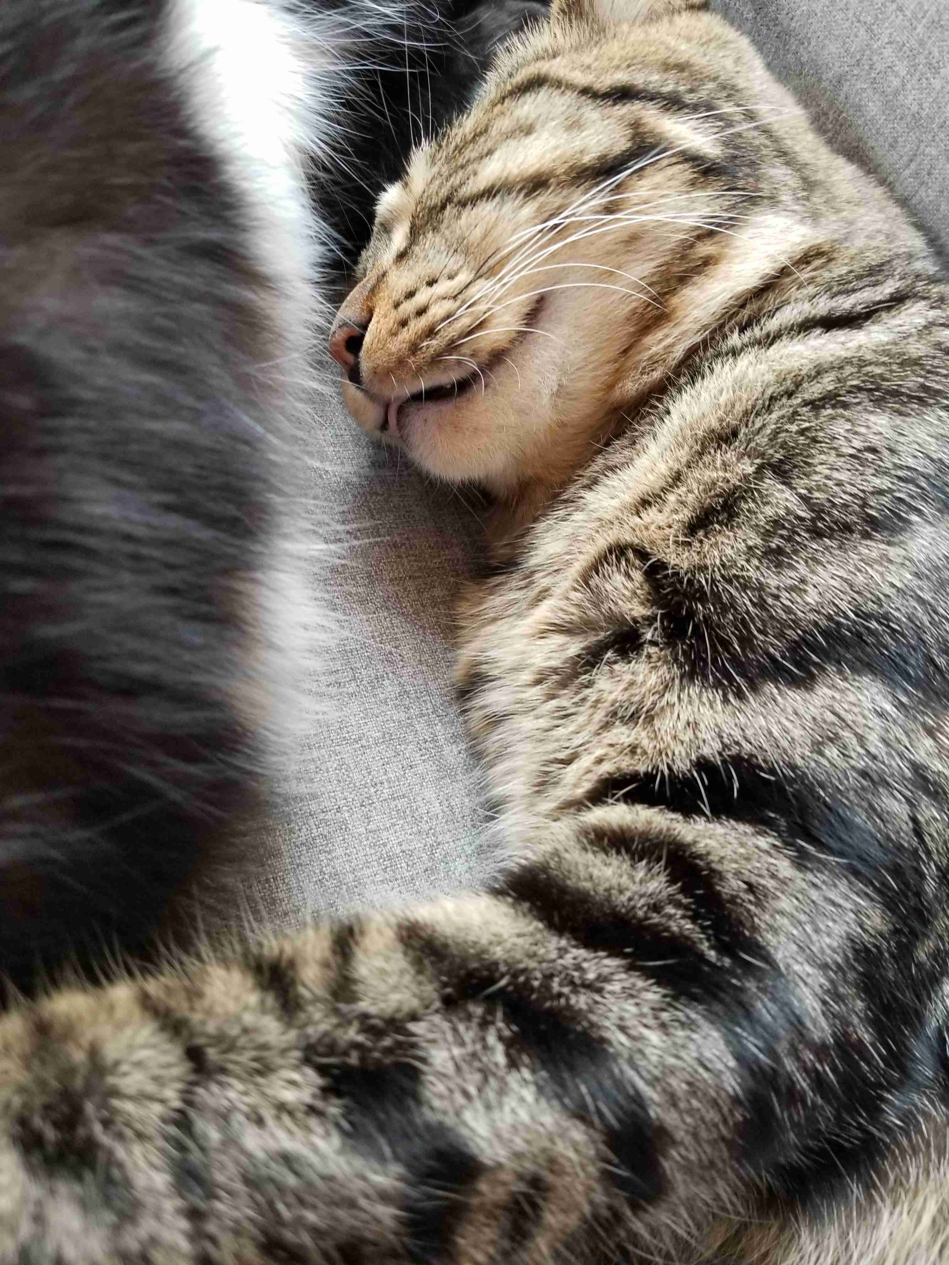 猫の横顔が好き