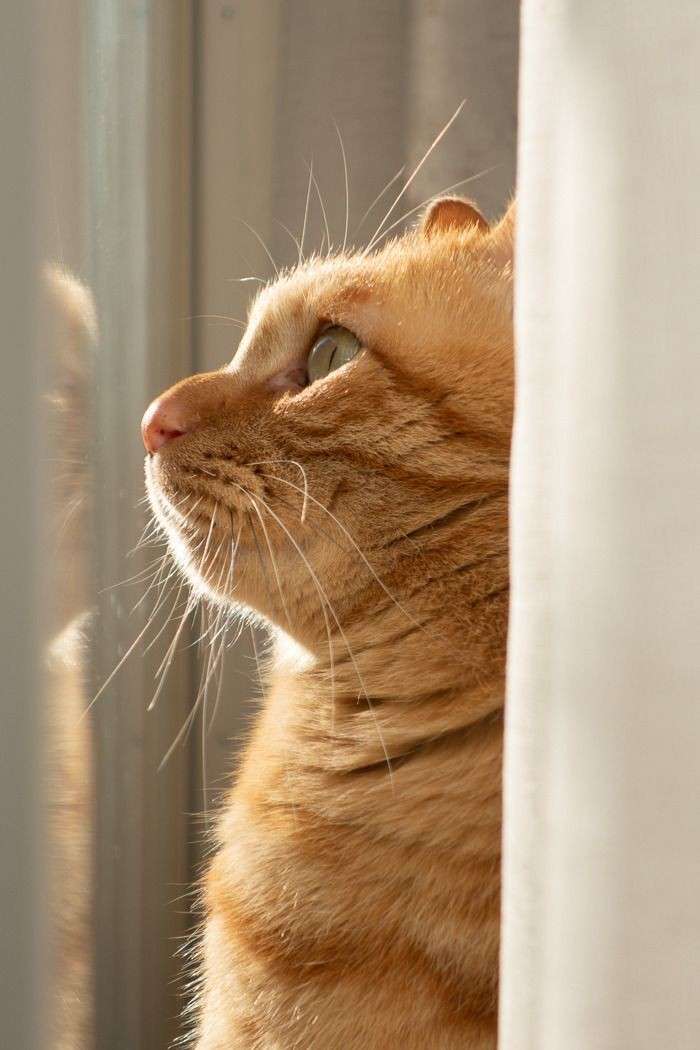 猫の横顔が好き