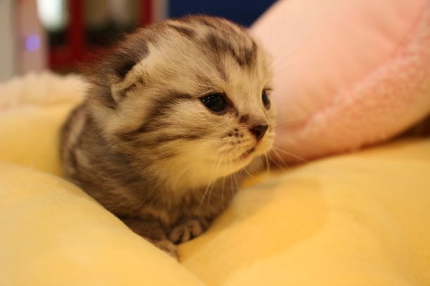 猫の横顔が好き