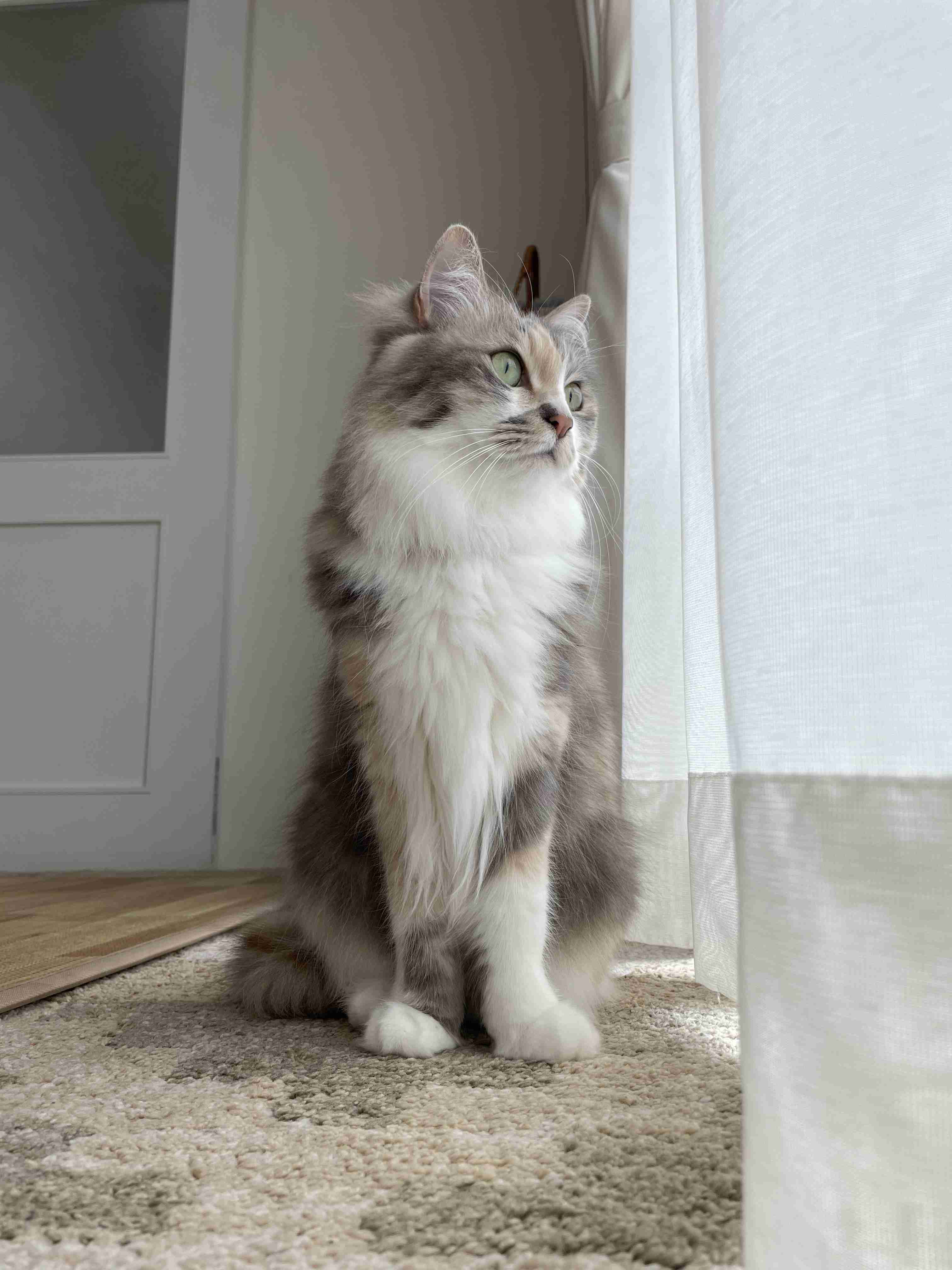 猫の横顔が好き