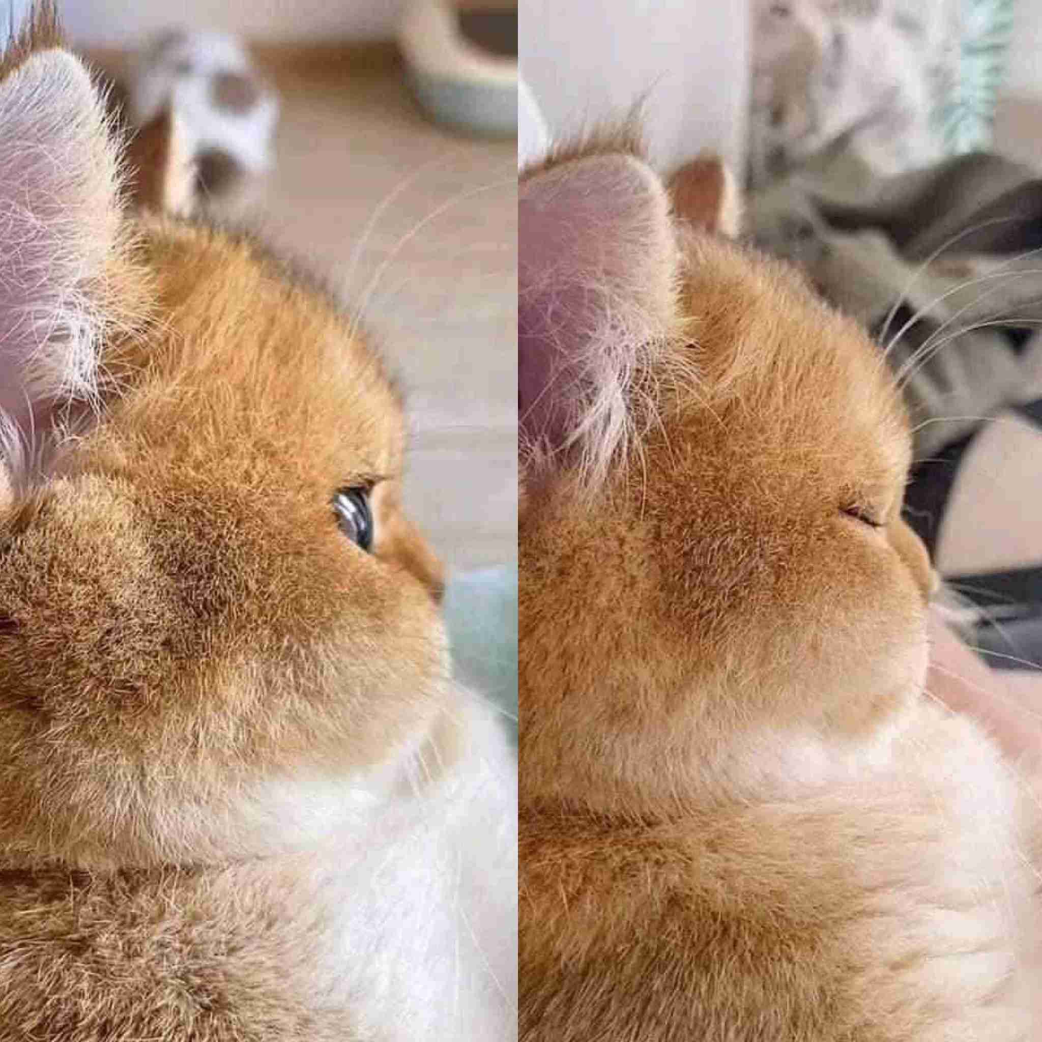 猫の横顔が好き